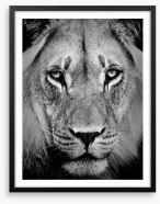 The sad lion Framed Art Print 39012933