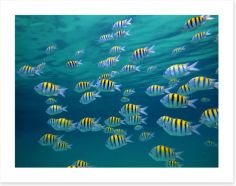 Fish / Aquatic Art Print 39646634