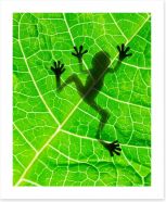 Frog on the leaf Art Print 39685232