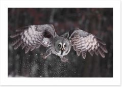 Great grey owl Art Print 40033487