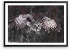 Great grey owl Framed Art Print 40033487