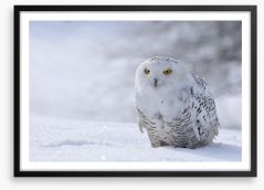 Beautiful snowy owl Framed Art Print 40109689