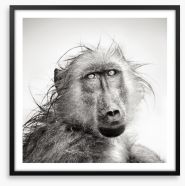 Baboon bath Framed Art Print 40411051