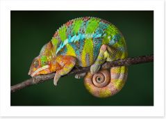 Reptiles / Amphibian Art Print 40913001