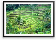 Rice terrace paddy