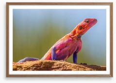 Agama lizard Framed Art Print 413063226