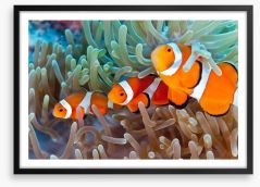 Clownfish in the coral Framed Art Print 41452622
