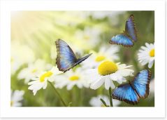 Daisy blue butterflies Art Print 41618797