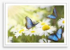 Daisy blue butterflies Framed Art Print 41618797