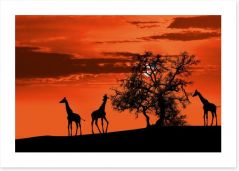 Savanna giraffe sunset Art Print 41910299