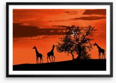Savanna giraffe sunset Framed Art Print 41910299