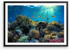 Reef sunbeam Framed Art Print 41975114