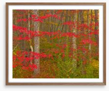 Scarlet of the season Framed Art Print 420629803