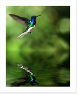 Tropical hummingbird Art Print 42169865