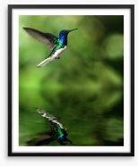 Tropical hummingbird Framed Art Print 42169865