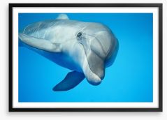 Hello dolphin Framed Art Print 42395691
