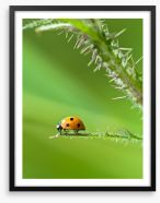 Insects Framed Art Print 42620422