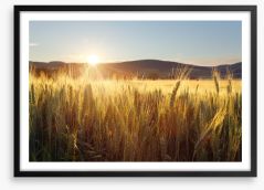 Sea of wheat Framed Art Print 42699644