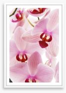 Orchid distraction Framed Art Print 42699785