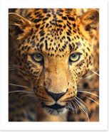 Leopard approach Art Print 42852431