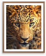 Leopard approach Framed Art Print 42852431