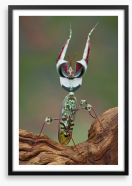 Insects Framed Art Print 42858247