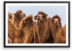 The camel crowd Framed Art Print 428734190
