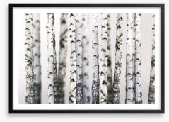 Birch beauty Framed Art Print 43264231