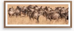 Land of the wildebeest Framed Art Print 442967690