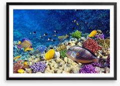 Life on the coral atoll Framed Art Print 45134706