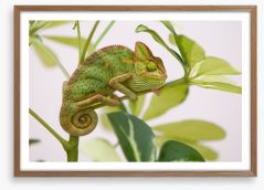 Reptiles / Amphibian Framed Art Print 45313965
