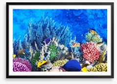 Vibrant coral and fish Framed Art Print 45314314