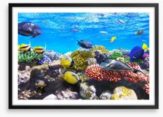 Coral meeting Framed Art Print 45456584
