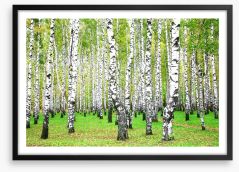 Silver birch grove Framed Art Print 45508746