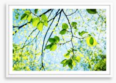 Fresh green spring Framed Art Print 45529105