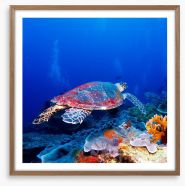 Hanging with the coral Framed Art Print 45909638