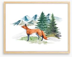 Mountain fir fox