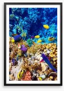 Red Sea reef Framed Art Print 46219843
