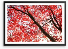 Red Japanese maple Framed Art Print 46244964