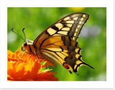 Butterflies Art Print 46268156