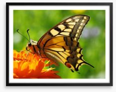 Butterflies Framed Art Print 46268156