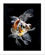 Fish / Aquatic Art Print 46578652