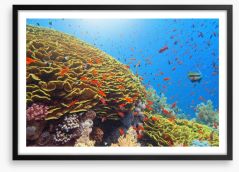 Golden cabbage coral Framed Art Print 466249495