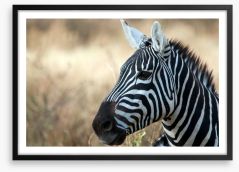 Zebra in Serengeti National Park Framed Art Print 46744448