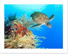 Turtle in the coral Art Print 46969332