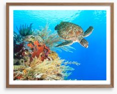 Turtle in the coral Framed Art Print 46969332