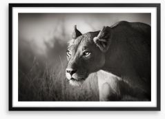 Stalking lioness Framed Art Print 47009301