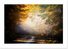 Forests Art Print 47161821