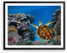 Green turtle reef Framed Art Print 471971110