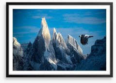 Andean condor flight Framed Art Print 472770387